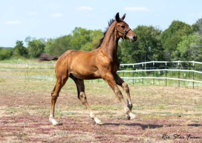 Photo of Unwilder RSF (Buckingham x Wolkentanz II x Freestyle)