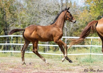 Photo of Unwilder RSF (Buckingham x Wolkentanz II x Freestyle)