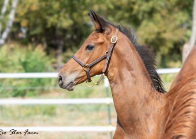 Photo of Unwilder RSF (Buckingham x Wolkentanz II x Freestyle)