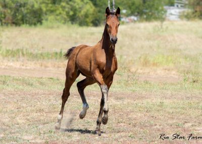 Photo of Upbeat RSF (Le Formidable x Sir Gregory x Roemer)