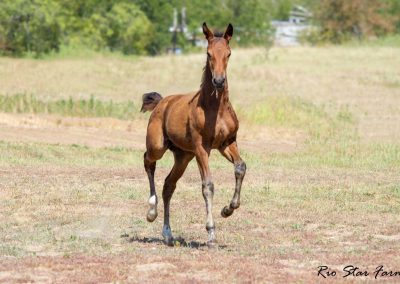 Photo of Upbeat RSF (Le Formidable x Sir Gregory x Roemer)