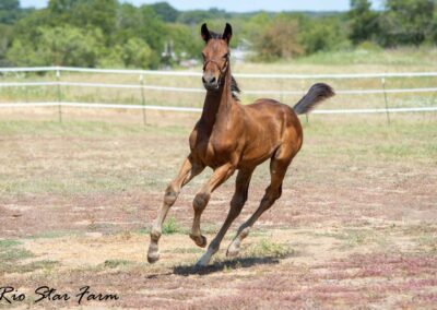 Photo of Unwilder RSF (Buckingham x Wolkentanz II x Freestyle)