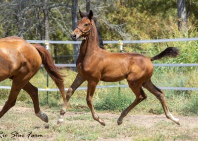 Photo of Unwilder RSF (Buckingham x Wolkentanz II x Freestyle)