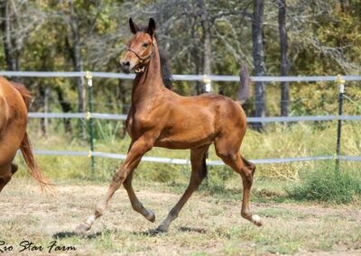 Photo of Unwilder RSF (Buckingham x Wolkentanz II x Freestyle)