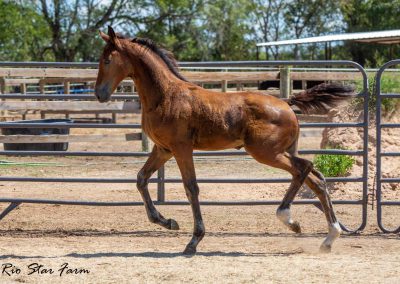 Photo of Upbeat RSF (Le Formidable x Sir Gregory x Roemer)
