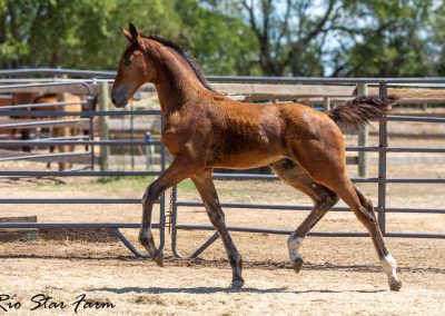 Photo of Upbeat RSF (Le Formidable x Sir Gregory x Roemer)