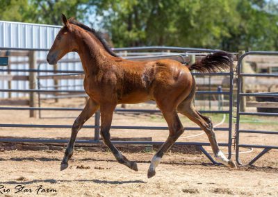 Photo of Upbeat RSF (Le Formidable x Sir Gregory x Roemer)