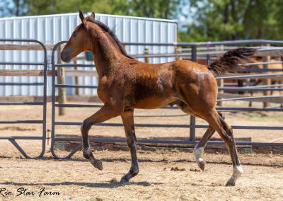 Photo of Upbeat RSF (Le Formidable x Sir Gregory x Roemer)
