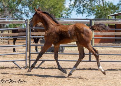 Photo of Upbeat RSF (Le Formidable x Sir Gregory x Roemer)