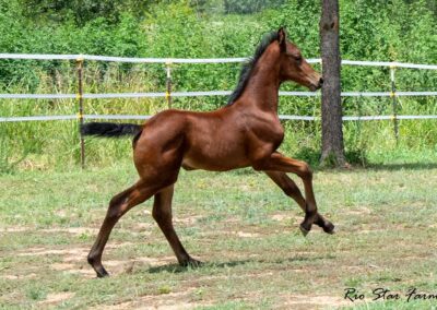 Photo of Ireland RSF (Ibiza x Sinatra Song x Diamond Stud)