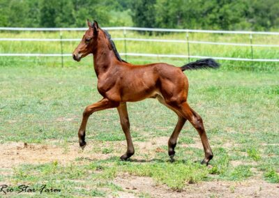 Photo of Ireland RSF (Ibiza x Sinatra Song x Diamond Stud)