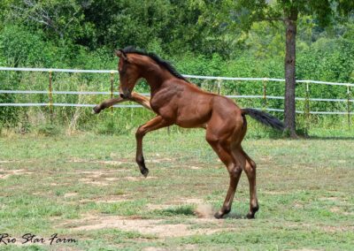 Photo of Ireland RSF (Ibiza x Sinatra Song x Diamond Stud)
