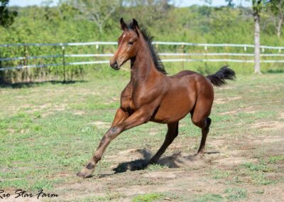 Photo of Ireland RSF (Ibiza x Sinatra Song x Diamond Stud)