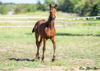Photo of Ireland RSF (Ibiza x Sinatra Song x Diamond Stud)