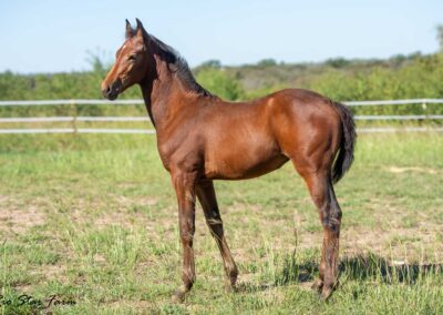 Photo of Ireland RSF (Ibiza x Sinatra Song x Diamond Stud)