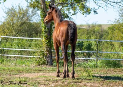 Photo of Ireland RSF (Ibiza x Sinatra Song x Diamond Stud)
