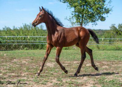 Photo of Ireland RSF (Ibiza x Sinatra Song x Diamond Stud)