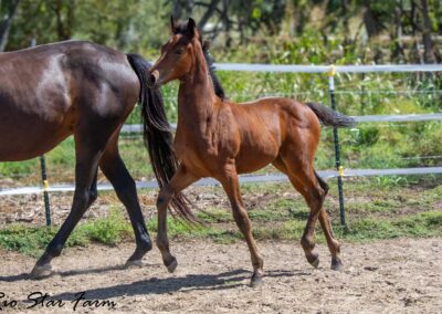 Photo of Ireland RSF (Ibiza x Sinatra Song x Diamond Stud)