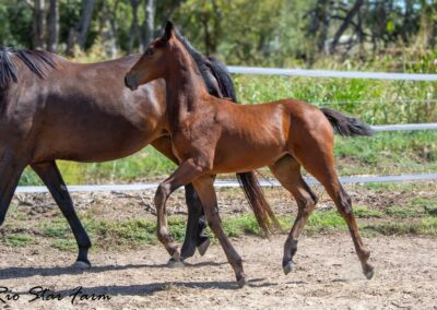 Photo of Ireland RSF (Ibiza x Sinatra Song x Diamond Stud)