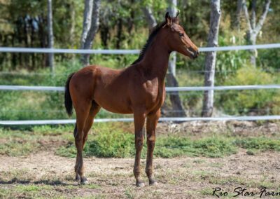 Photo of Ireland RSF (Ibiza x Sinatra Song x Diamond Stud)