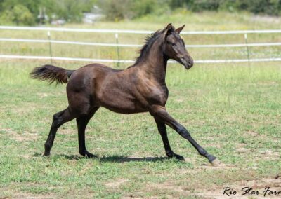 Photo of Upper Class RSF (Premier SSF x Hesselhøj Donkey Boy x Wolkentanz II)