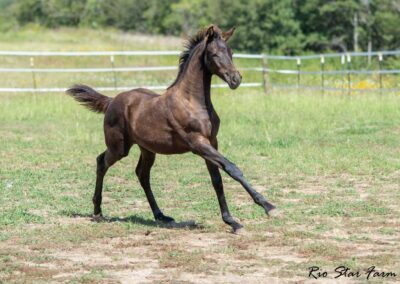 Photo of Upper Class RSF (Premier SSF x Hesselhøj Donkey Boy x Wolkentanz II)