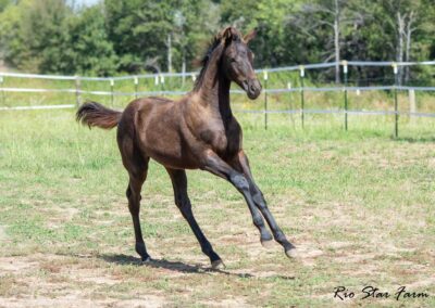 Photo of Upper Class RSF (Premier SSF x Hesselhøj Donkey Boy x Wolkentanz II)