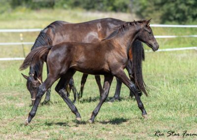 Photo of Upper Class RSF (Premier SSF x Hesselhøj Donkey Boy x Wolkentanz II)