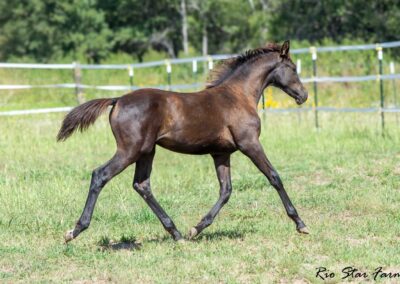 Photo of Upper Class RSF (Premier SSF x Hesselhøj Donkey Boy x Wolkentanz II)