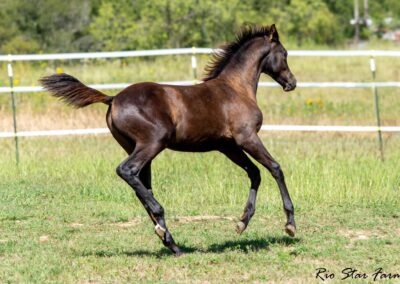 Upper Class RSF (Premier SSF x Hesselhøj Donkey Boy x Wolkentanz II)