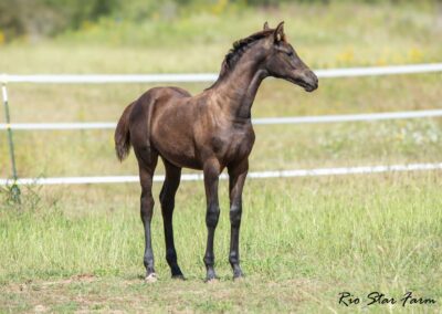 Photo of Upper Class RSF (Premier SSF x Hesselhøj Donkey Boy x Wolkentanz II)