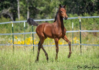 Photo of Ireland RSF (Ibiza x Sinatra Song x Diamond Stud)