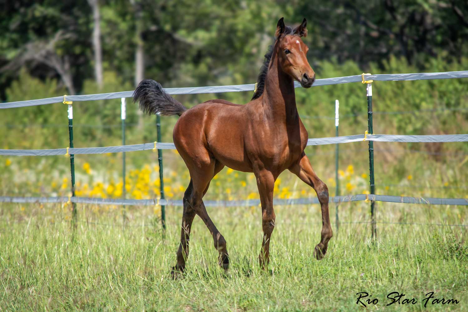 Ireland RSF (Ibiza x Sinatra Song x Diamond Stud) Photo of Ireland RSF (Ibiza x Sinatra Song x Diamond Stud)