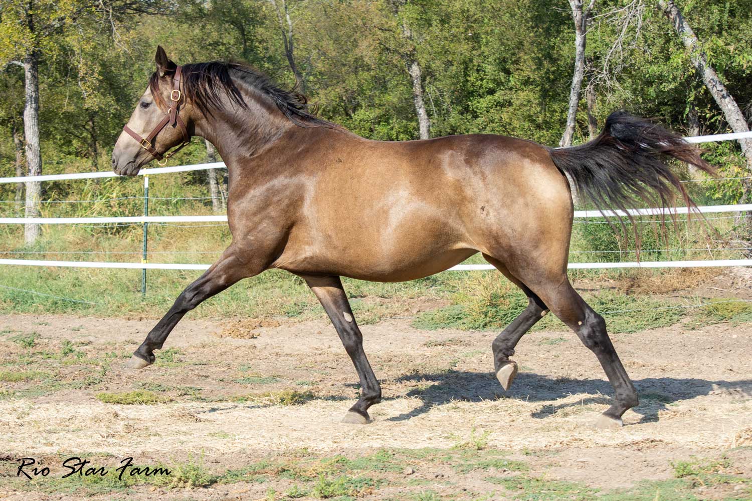 Caffe Cayke d'Avalon (Goldmaker x Toto Jr. x Christ) Photo of Caffe Cayke d'Avalon (Goldmaker x Toto Jr. x Christ)