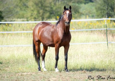 Photo of Eleanor RSF (Sagnol x Esbjerg x Cicero)