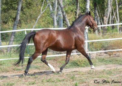Photo of Eleanor RSF (Sagnol x Esbjerg x Cicero)