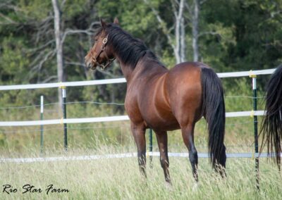 Photo of Eleanor RSF (Sagnol x Esbjerg x Cicero)