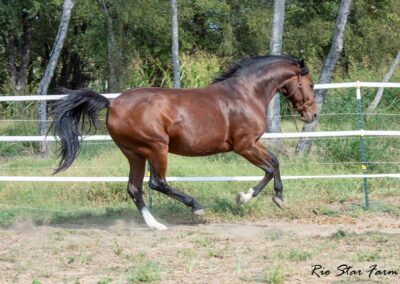 Photo of Eleanor RSF (Sagnol x Esbjerg x Cicero)