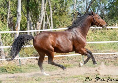 Photo of Eleanor RSF (Sagnol x Esbjerg x Cicero)