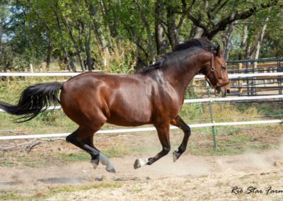Photo of Eleanor RSF (Sagnol x Esbjerg x Cicero)