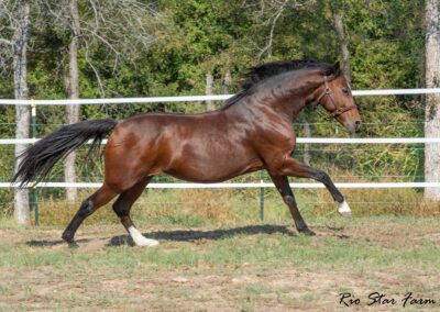 Photo of Eleanor RSF (Sagnol x Esbjerg x Cicero)