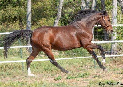 Photo of Eleanor RSF (Sagnol x Esbjerg x Cicero)