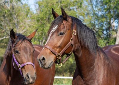 Photo of Eleanor RSF (Sagnol x Esbjerg x Cicero)