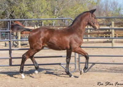 Photo of Unwilder RSF (Buckingham x Wolkentanz II x Freestyle)