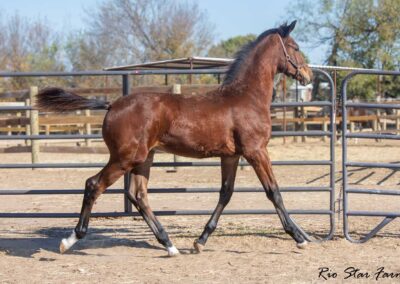 Photo of Unwilder RSF (Buckingham x Wolkentanz II x Freestyle)