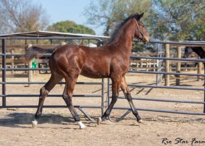 Photo of Unwilder RSF (Buckingham x Wolkentanz II x Freestyle)