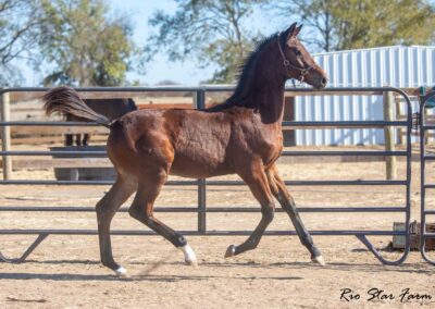 Photo of Unwilder RSF (Buckingham x Wolkentanz II x Freestyle)