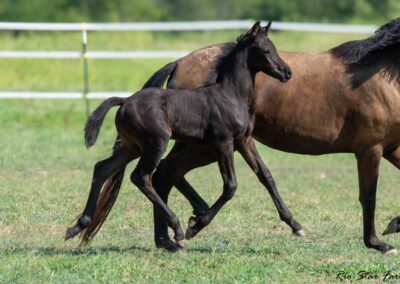 Photo of Unequaled Faith RSF (Le Formidable x Morricone x Freestyle)