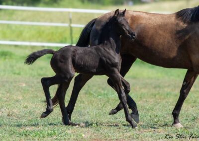 Photo of Unequaled Faith RSF (Le Formidable x Morricone x Freestyle)