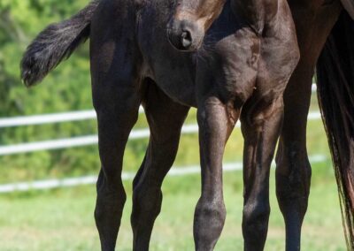 Photo of Unequaled Faith RSF (Le Formidable x Morricone x Freestyle)